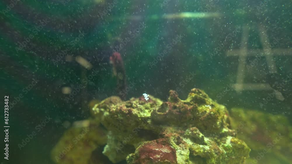 Handheld spores or marine particles coming out of a reef in a fish tank Handheld spores or marine particles coming out of a reef in a fish tank