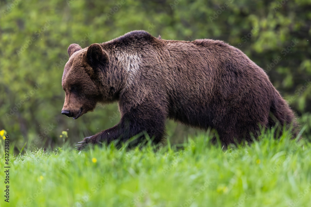 Fototapeta premium Brown bear