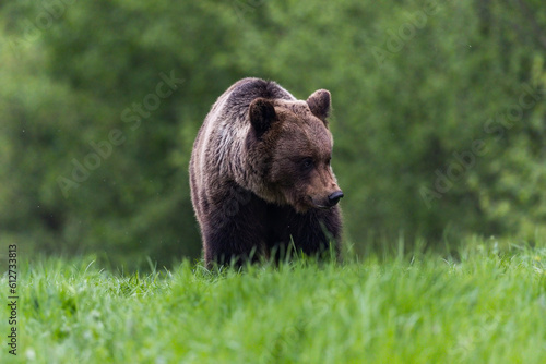 Brown bear © Igor