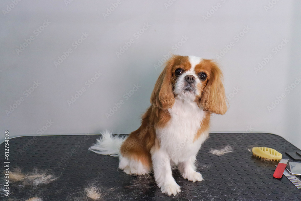 Fototapeta premium cavalier king charles spaniel