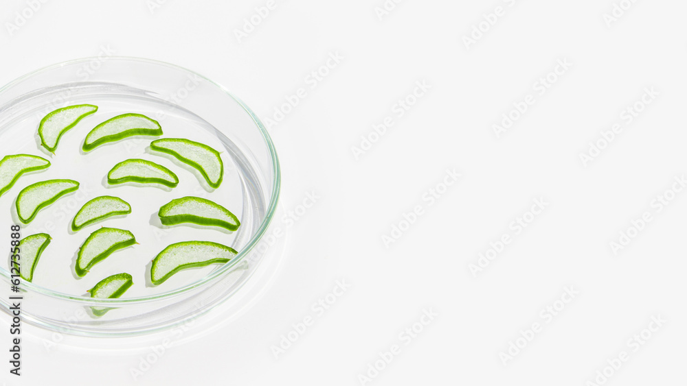 Fresh aloe leaf and sliced aloe slices in a Petri dish. On a white background Fresh aloe leaf and sliced aloe slices in a Petri dish. On a white background