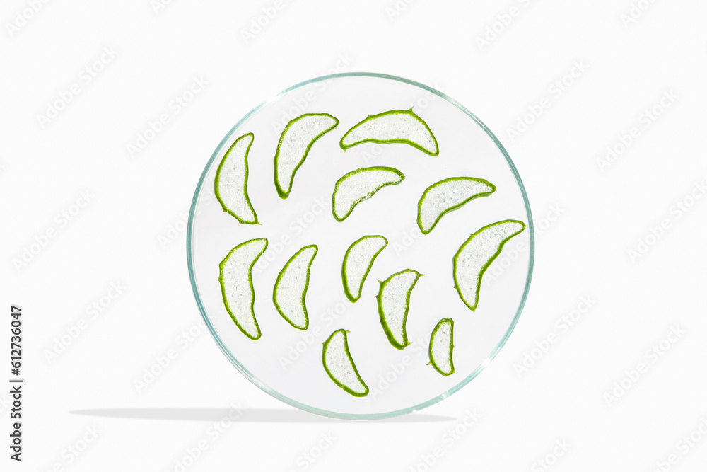 Fresh aloe leaf and sliced aloe slices in a Petri dish. On a white background Fresh aloe leaf and sliced aloe slices in a Petri dish. On a white background