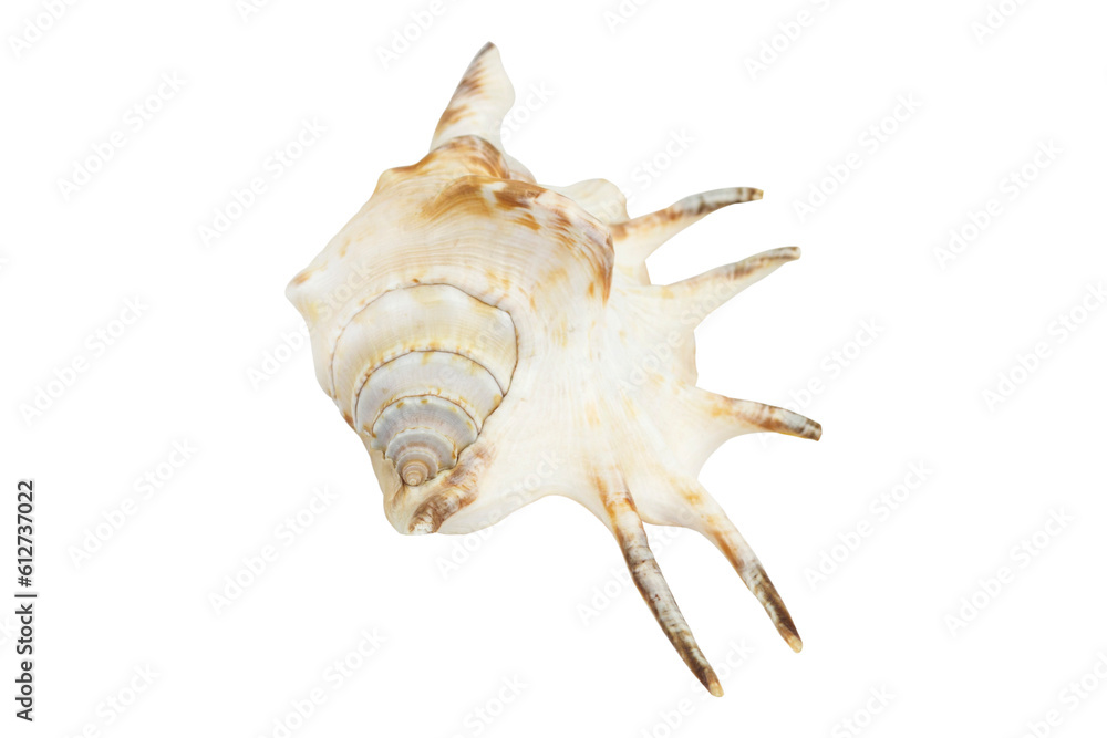 beautiful seashell sea, shell, conch, isolated from the background beautiful seashell sea, shell, conch, isolated from the background