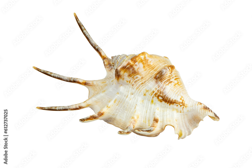 beautiful seashell sea, shell, conch, isolated from the background beautiful seashell sea, shell, conch, isolated from the background