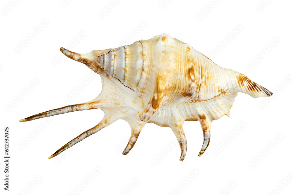 beautiful seashell sea, shell, conch, isolated from the background beautiful seashell sea, shell, conch, isolated from the background
