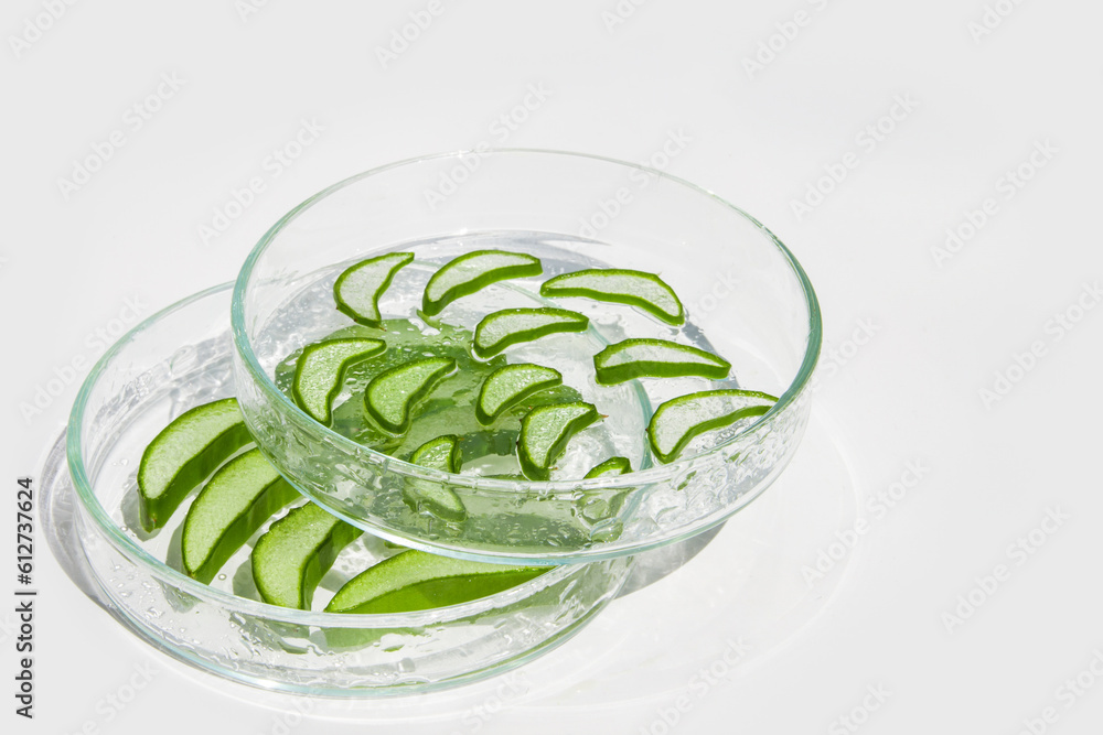 Obraz premium Fresh aloe leaf and sliced aloe slices in Petri dishes. On a white background