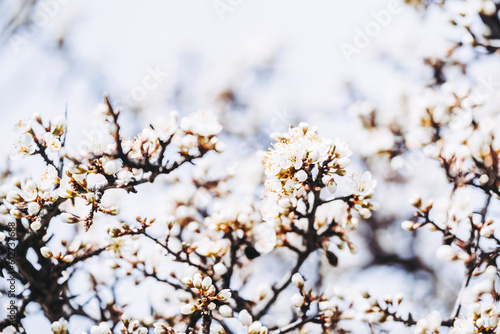 Branches d'arbre aux fleurs blanches au printemps - Arrière plan naturel floral