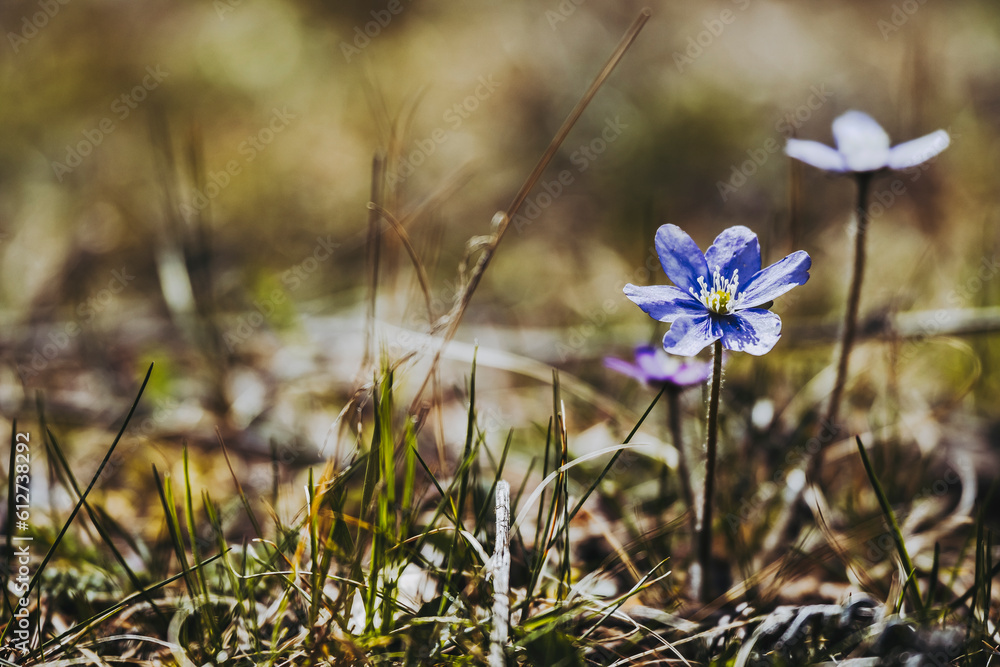 Anémone hépatique ou anemone hepatica jolie fleur mauve dans la forêt par un temps ensoleillé Anémone hépatique ou anemone hepatica jolie fleur mauve dans la forêt par un temps ensoleillé