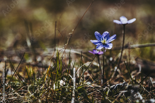 Anémone hépatique ou anemone hepatica jolie fleur mauve dans la forêt par un temps ensoleillé