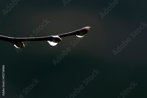 Arrière plan naturel gouttes de pluie sur la branche d'un tilleul photo
