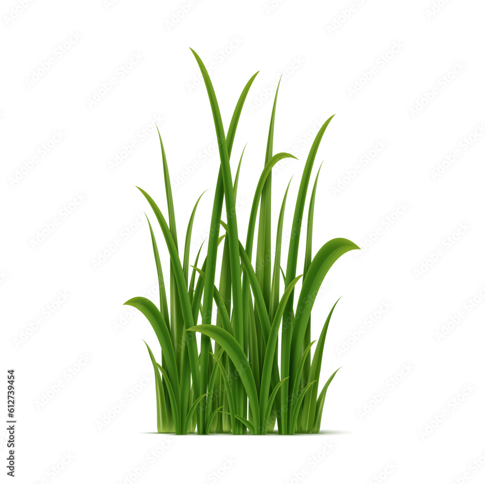 Realistic green grass cluster, isolated vector perennial plant with slender leaves that covers the ground, soil, meadow, lawn, gardens and parks at spring and summer time