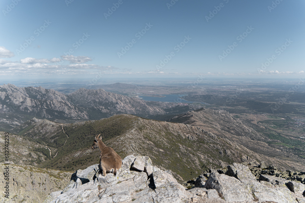 mountain goat in the mountains mountain goat in the mountains