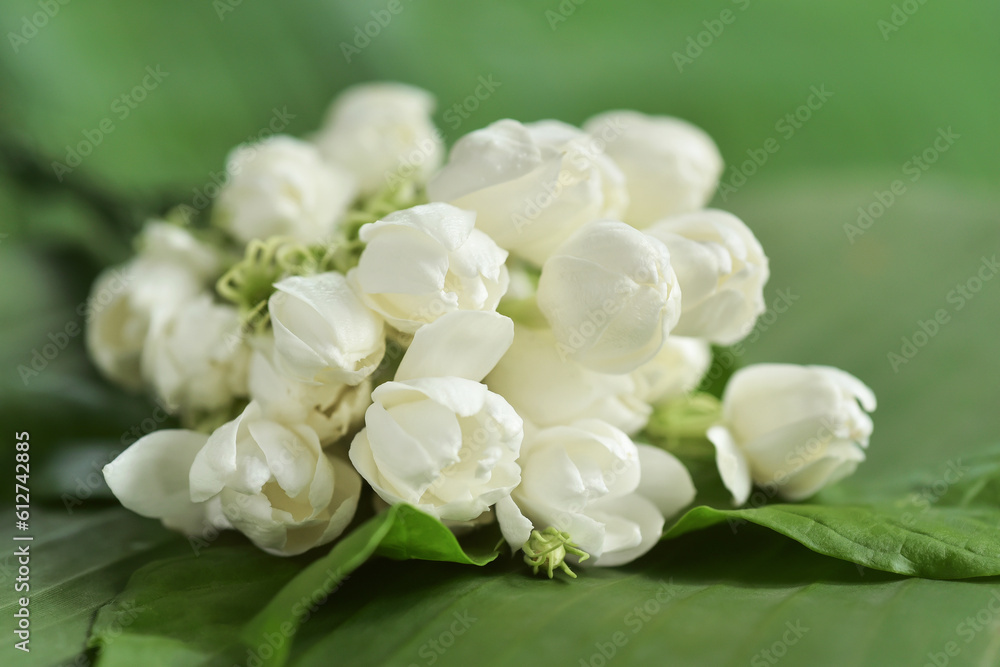 Fototapeta premium Fragrance and sweet smell jasmine flowers bouquet on green banana leaf background. Jasmine flower is the flower used in cosmestic industrial, rituals, religious ceremonies, adore the buddha