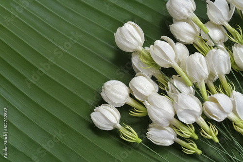 Fragrance and sweet smell jasmine flowers bouquet on green  banana leaf background. Jasmine flower is the flower used in cosmestic industrial  rituals  religious ceremonies  adore the buddha.