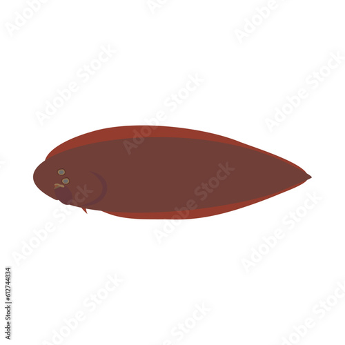 アカシタビラメ（シタビラメ）。フラットなベクターイラスト。 Red tonguesole. Flat designed vector illustration.