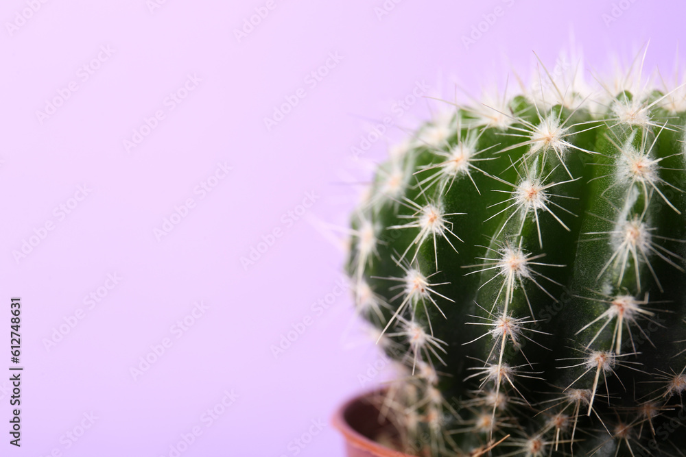 Beautiful green cactus on violet background, closeup with space for text. Tropical plant Beautiful green cactus on violet background, closeup with space for text. Tropical plant
