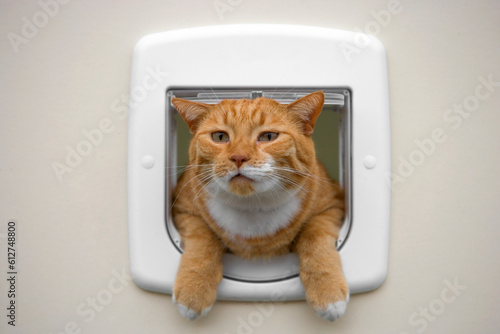 Curious red cat hanging out the cat's door photo