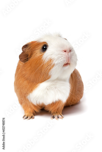 Singlke cute guinea Pig isolated isolated on white background close up