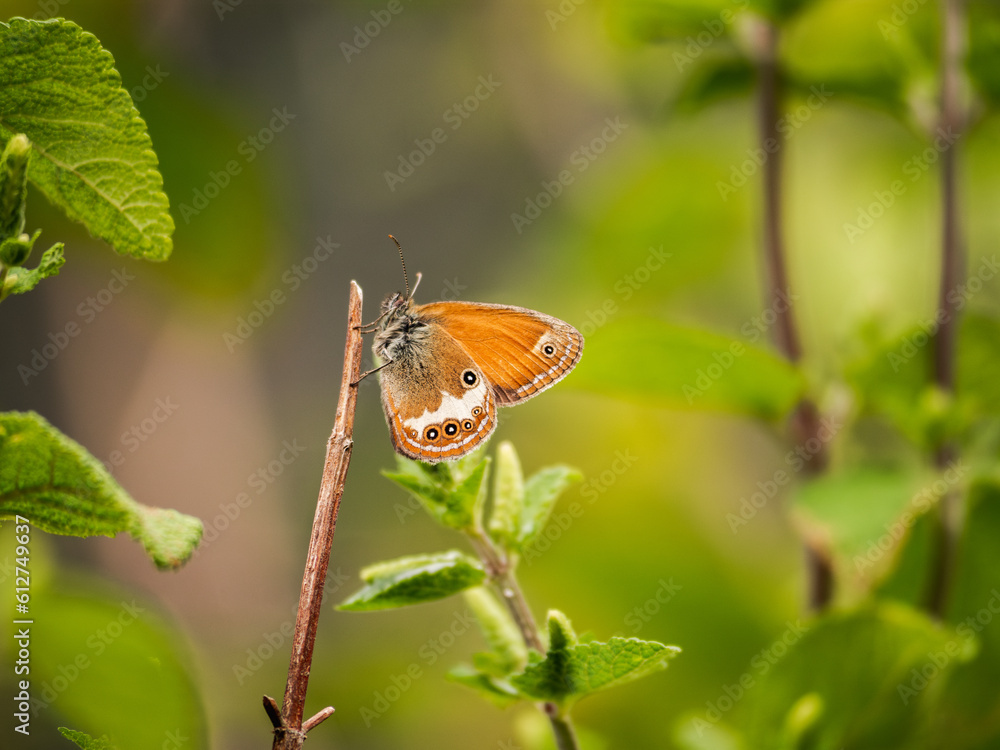 beautiful butterfly on a flower beautiful butterfly on a flower