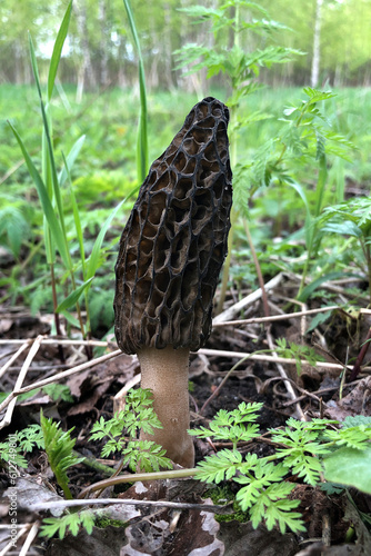 Morchella or morel mushroom grows in spring forest