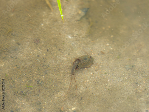 水田に住むカブトエビ photo