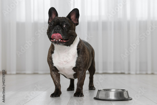 Adorable French Bulldog near bowl indoors. Lovely pet