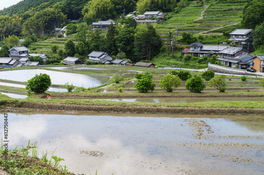 Early summer in a farming village, terraced paddy fields and rice paddies with beautiful blue sky and sunshine Early summer in a farming village, terraced paddy fields and rice paddies with beautiful blue sky and sunshine