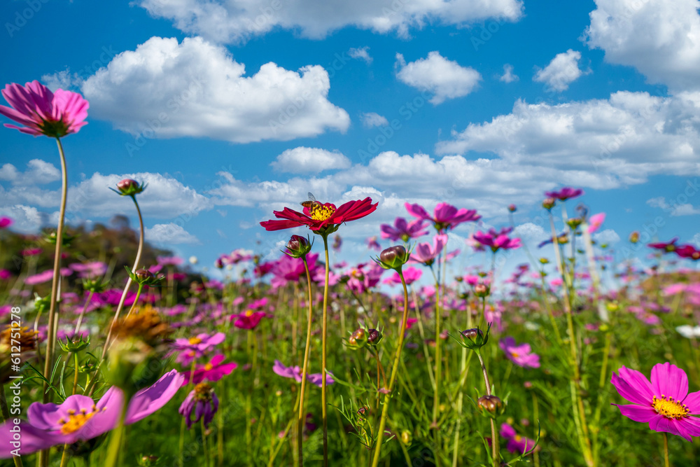 Cosmos ​(Mexican Aster) spring flower pink field / colorful cosmos blooming in the beautiful garden flowers on hill landscape mountain and summer blue sky background