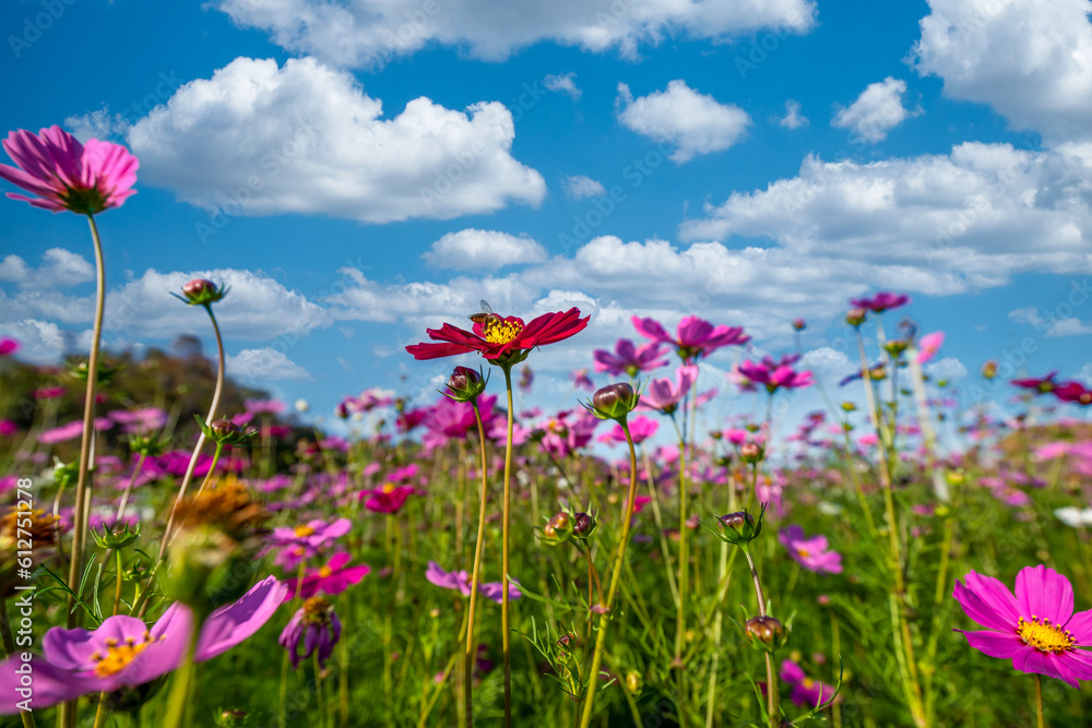 Cosmos (Mexican Aster) spring flower pink field / colorful cosmos blooming in the beautiful garden flowers on hill landscape mountain and summer blue sky background Cosmos (Mexican Aster) spring flower pink field / colorful cosmos blooming in the beautiful garden flowers on hill landscape mountain and summer blue sky background