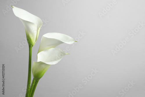 Bild auf Leinwand Beautiful calla lily flowers on white background. Space for text