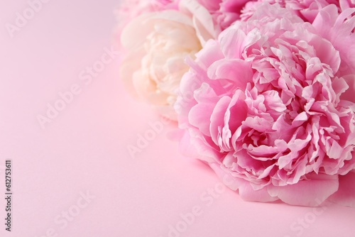 Beautiful peonies on pink background, closeup. Space for text