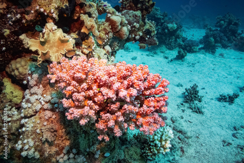 Cauliflower Coral (Pocillopora Damicornis), Red Sea, Egypt