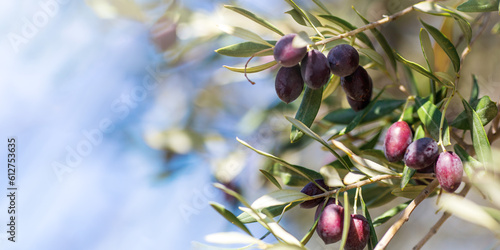 Closeup view photography of organic olive trees with ripening olives at sunny blue sky background