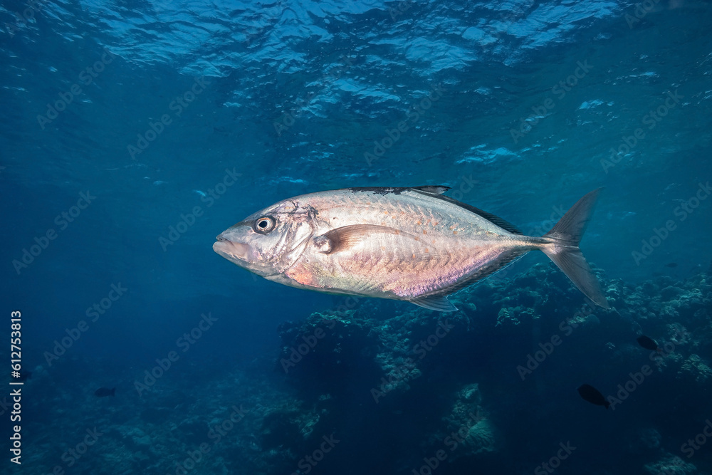 Fototapeta premium Yellowspotted Trevally (Carangoides Fulvoguttatus), Red Sea, Egypt