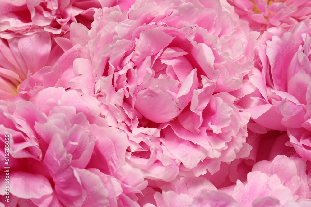 Beautiful aromatic peony flowers as background, closeup Beautiful aromatic peony flowers as background, closeup