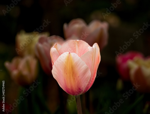 Wallpaper Mural tulip in the garden Torontodigital.ca