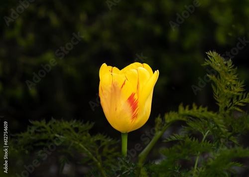 Wallpaper Mural Flowers Torontodigital.ca