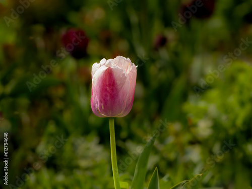 Wallpaper Mural Flowers Torontodigital.ca
