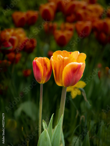 Wallpaper Mural Flowers Torontodigital.ca