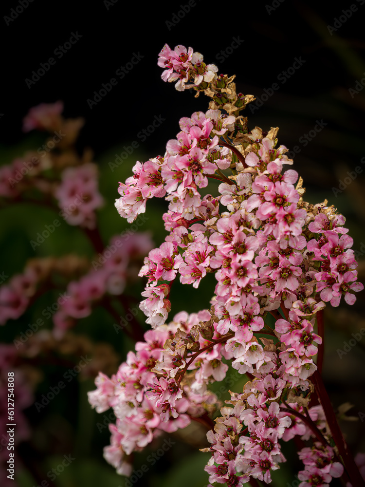 custom made wallpaper toronto digitalPink Flower