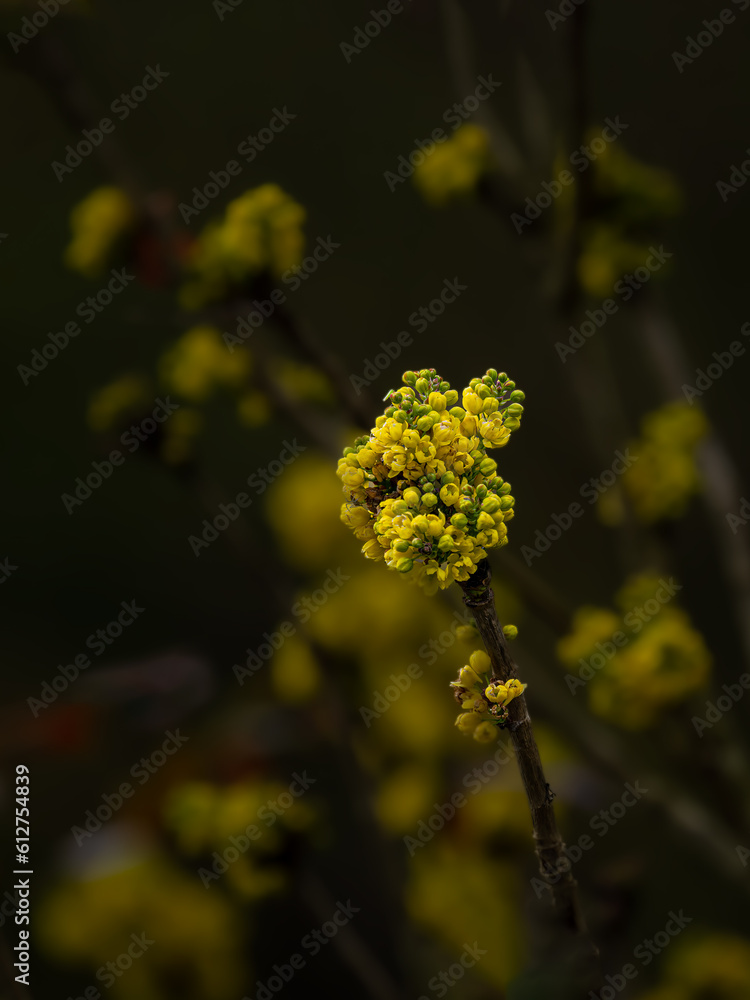 custom made wallpaper toronto digitalYellow Flower