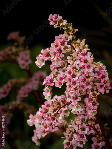 Wallpaper Mural Pink Flower Torontodigital.ca