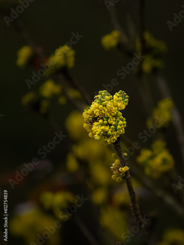 Wallpaper Mural Yellow Flower Torontodigital.ca