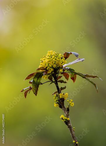 Wallpaper Mural Flower Torontodigital.ca