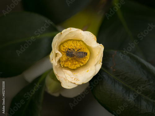 Wallpaper Mural Bees Torontodigital.ca