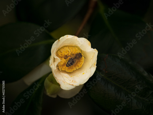 Wallpaper Mural Flower & Polinator Torontodigital.ca