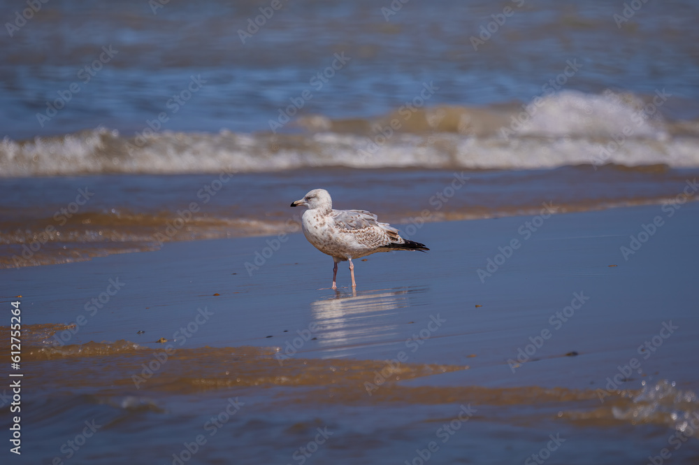 custom made wallpaper toronto digitalSeagull in water