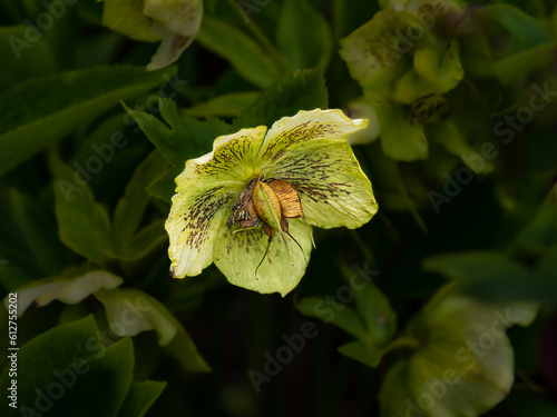 Wallpaper Mural Flowers Torontodigital.ca
