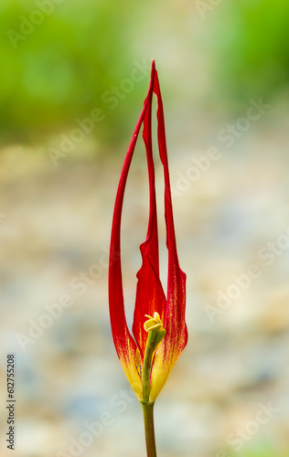Wallpaper Mural Flowers Torontodigital.ca
