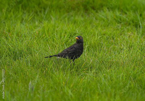 Wallpaper Mural Blackbird Torontodigital.ca